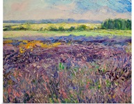 Provence Lavender