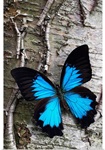 Blue Butterfly on Birch
