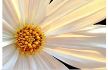 Daisy Detail in Sunlight