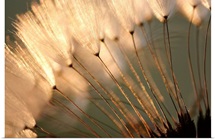 Dandelion Seed Puffs at Sunset
