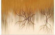 Naked Reflections