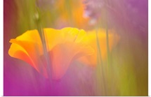 Orange Poppies amidst Lavendar