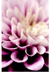 Purple Dahlia Detail