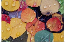 Varitable Bounty of Fall Leaves After Rain