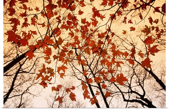 A skyward view of the bare branches and autumn leaves, Russell-Brasstown scenic highway, Chattahoochee National Forest, Georgia