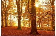 Autumn Glory