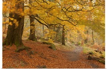 Autumn in Yellow