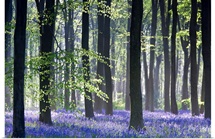 Bluebell Vision