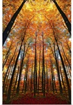 Cathedral Fall