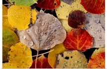 Falls Dew