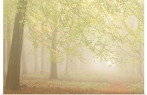 Forest Fog I