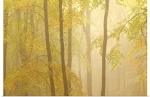 Forest Fog III