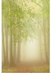 Forest Softness