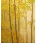 Forest Softness II