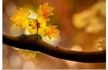 In Autumn