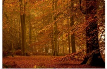 It's Raining Leaves
