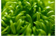 Lime Heart II