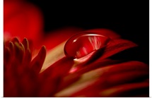 Red Drop