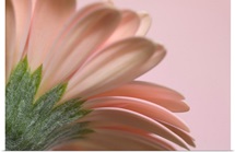 The Pinks 2