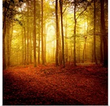 The Smell of Autumn