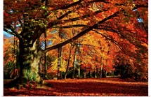 The Tree