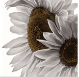 White Softness