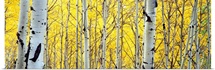 Aspen trees in a forest