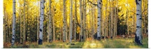 Aspen trees in a forest, Coconino National Forest, Arizona
