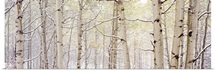 Autumn Aspens With Snow CO