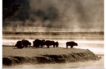 Buffalos in Yellowstone National Park WY