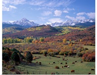 Cattle Grazing San Juan National Forest CO