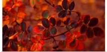 Fall Leaves CO