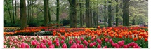 Keukenhof Garden Lisse The Netherlands