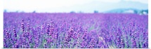 Lavender Field Japan