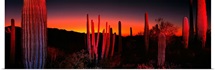 Organ Pipe National Park AZ