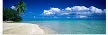 Palm tree on the beach, French Polynesia
