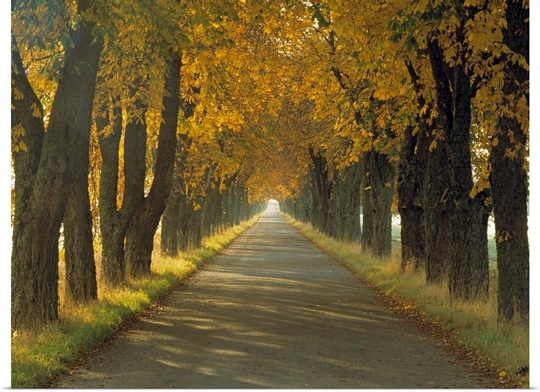 Road w/Autumn Trees Sweden