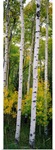 Rocky mountain aspen forest