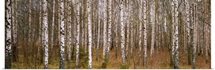 Silver birch trees in a forest, Narke, Sweden