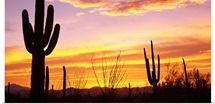 Sunset Saguaro Cactus Saguaro National Park AZ