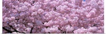 Washington DC, Close-up of cherry blossoms