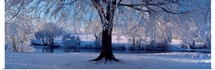 Winter Trees Perkshire Scotland