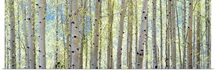 Aspen