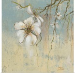 Cherry Blossom I