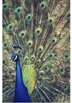 Royally Blue I
