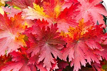 Closeup detail of autumn foliage Kodiak Island Southwest Alaska