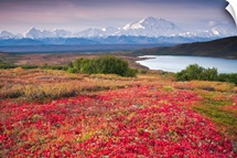 Early morning view of Mt. McKinley and Wonder Lake during Autumn