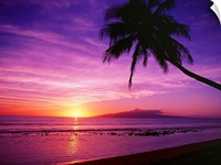 Hawaii, Maui, Olowalu, Palm Tree Silhouette At Sunset, Lanai In The Distance