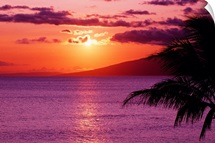Hawaii, Maui, Tropical Sunset With Palm Tree