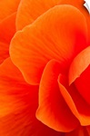 Macro view of an orange begonia flower during Summer
